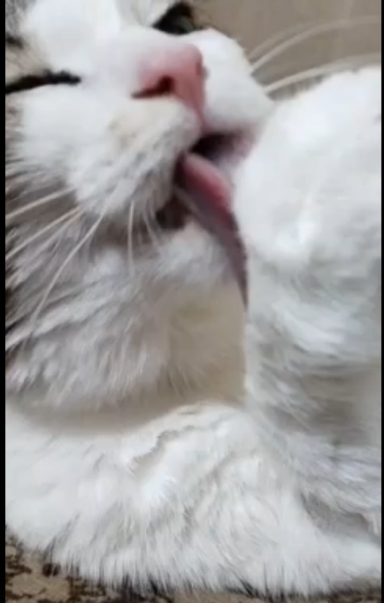 Кошка Соня, 11 лет