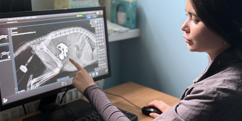 Контрастный рентген: когда требуется особая точность