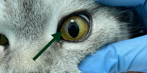 лечение животных у узких специалистов